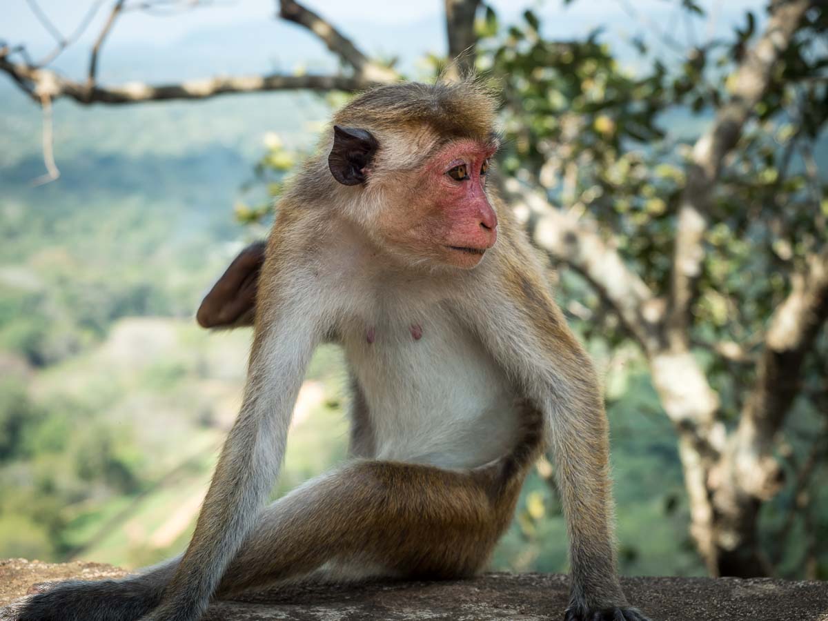 A toque macaque beside the trail on Sigiriya Rock