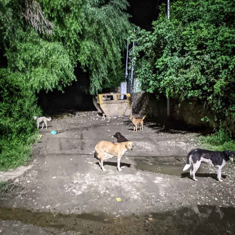 Tristan Balme rabid street dogs in india