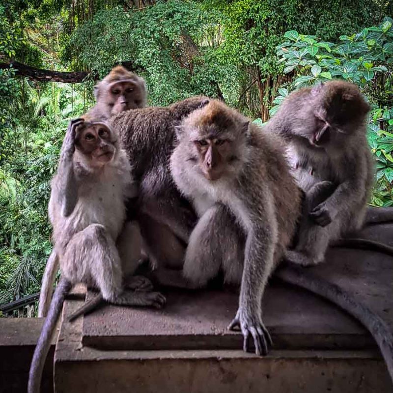 Tristan Balme visit the monkey forest in ubud