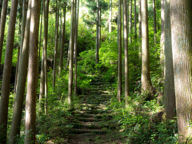 The Best Time to Walk The Kumano Kodo (And When NOT To Go!)