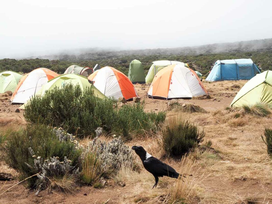 Tristan Balme Kilimanjaro Lemosho Route crow at shira camp 1