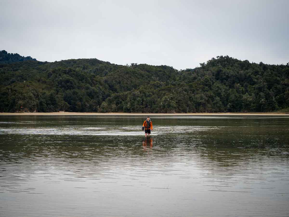 Tramper wading through the Awaroa Inlet tidal crossing