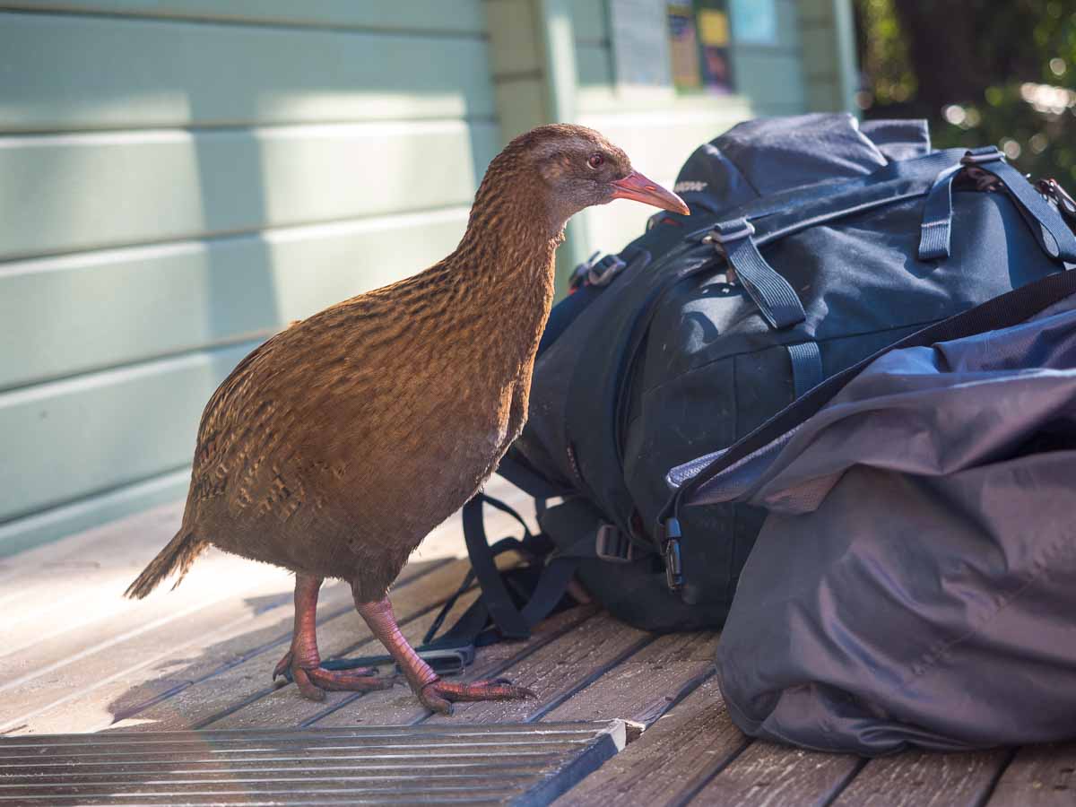 Weka investigating hiking packs outside an Abel Tasman hut