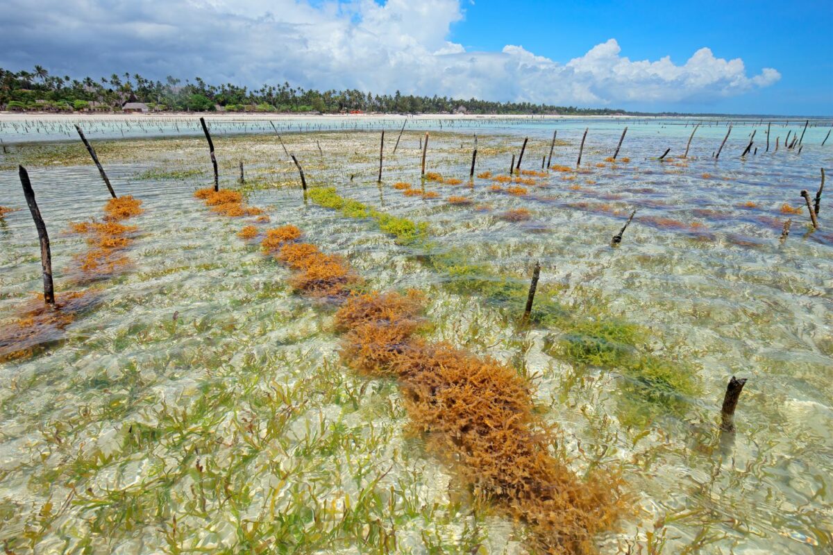 Seaweed Center Zanzibar