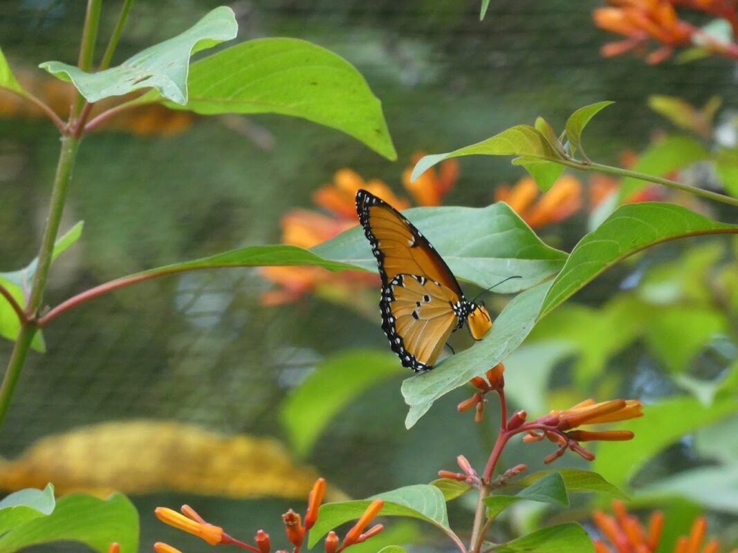 Zanzibar Butterfly Centre
