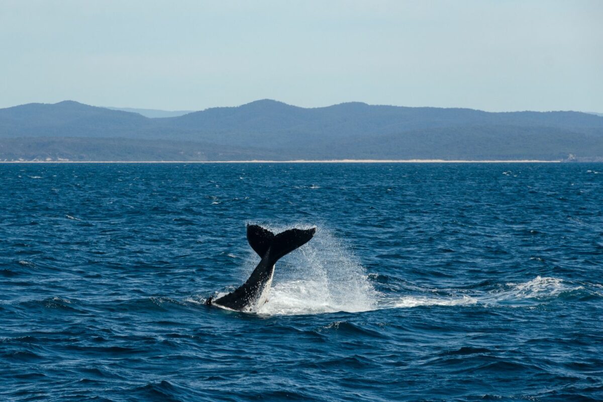 Tristan Balme Japan Whale Watching Tour