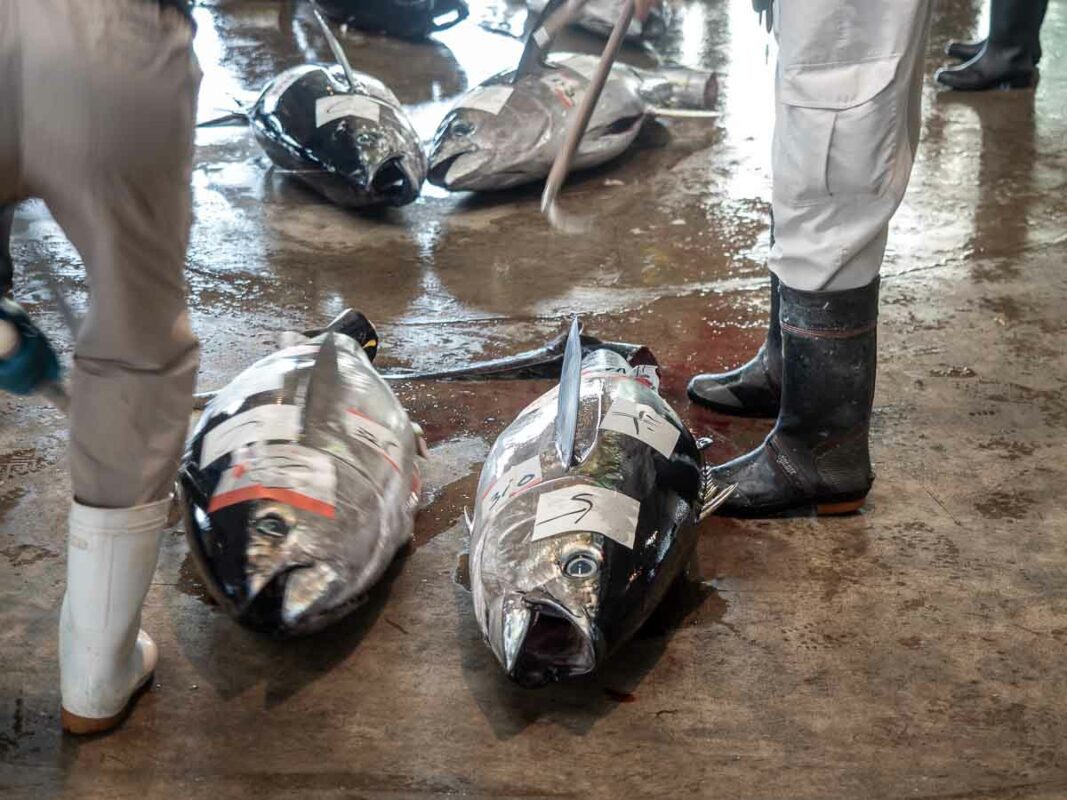 Tristan Balme Kii Katsuura tuna market 2