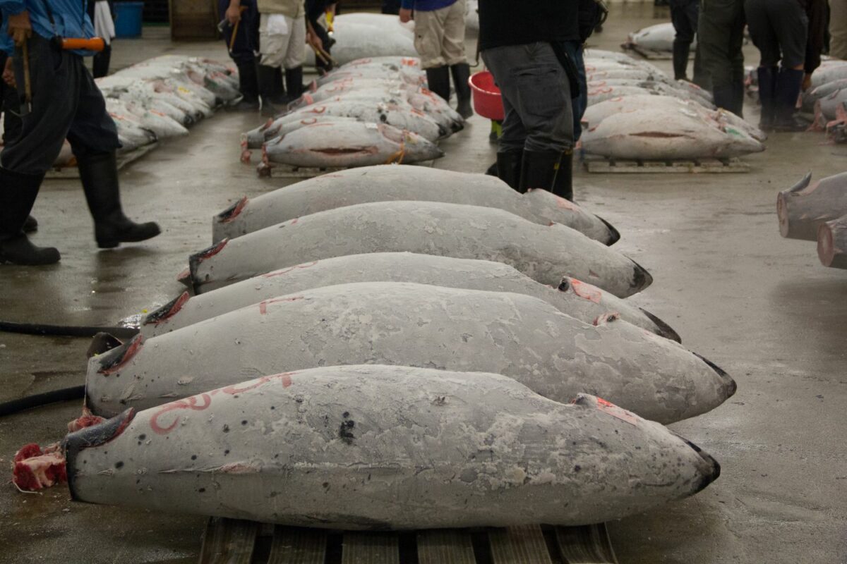 Tristan Balme frozen tuna