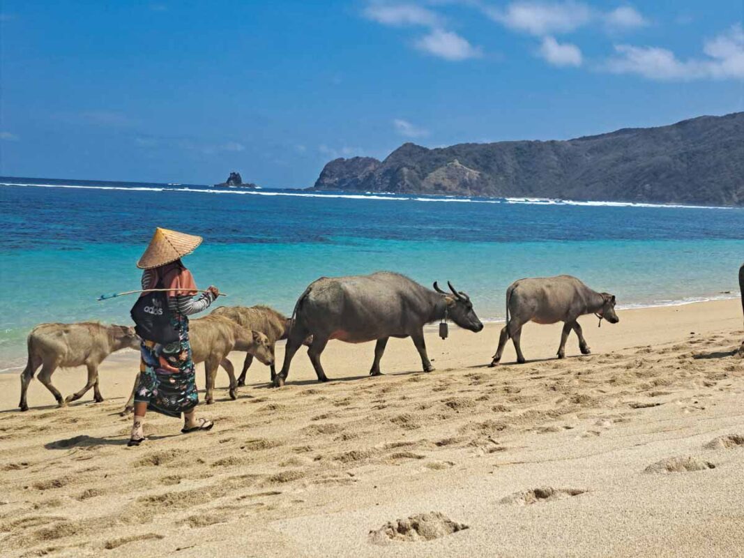 Tristan Balme Travel what to do in lombok indonesia
