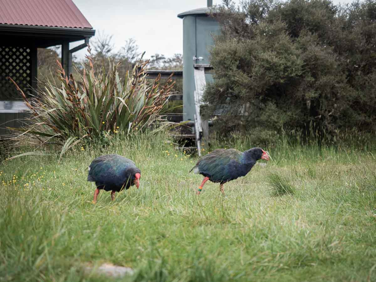 Two takahe wandering beside Gouland Downs Hut on the Heaphy Track