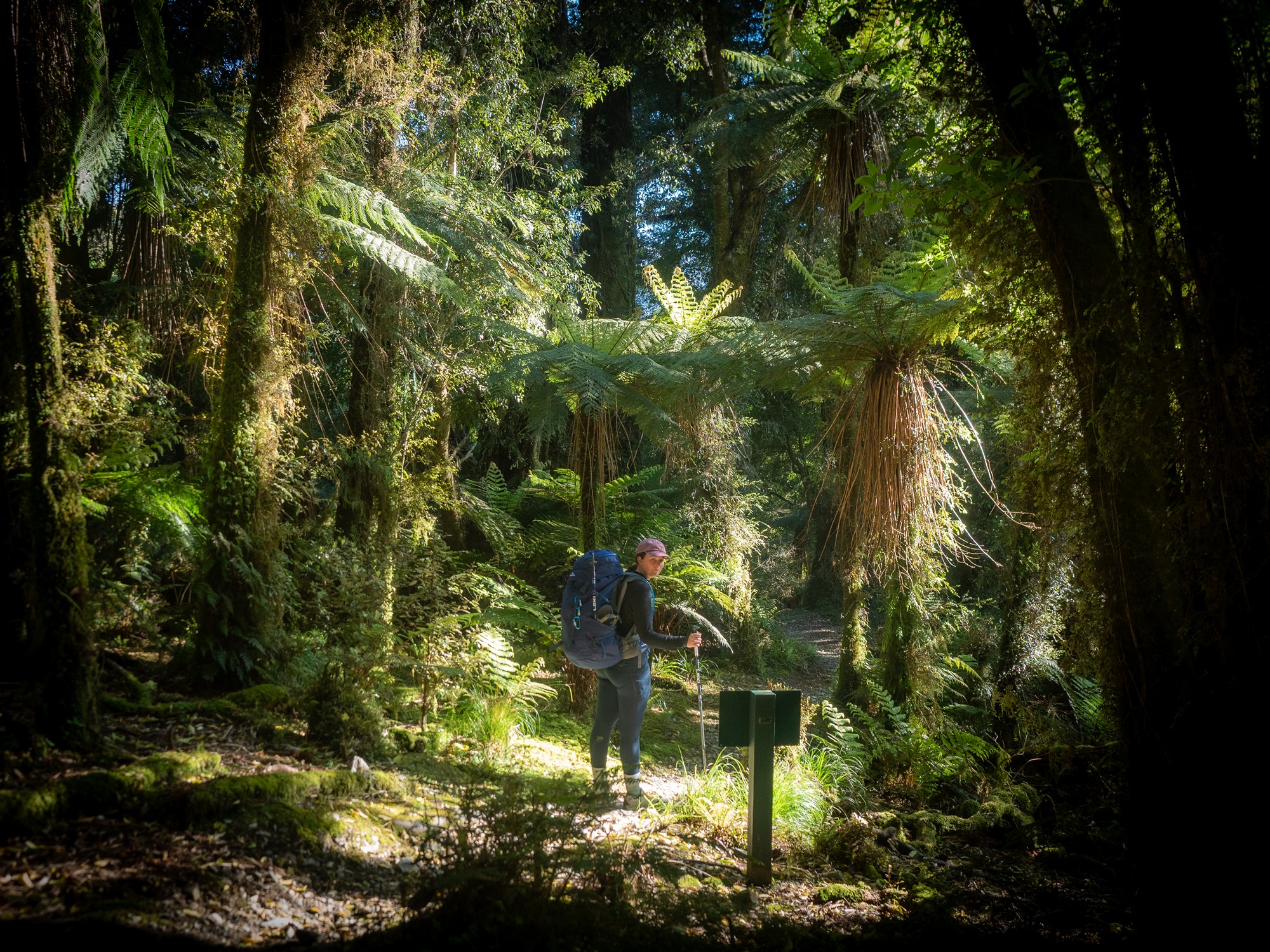 Tramper walking through sunlit rainforest on the Paparoa Track