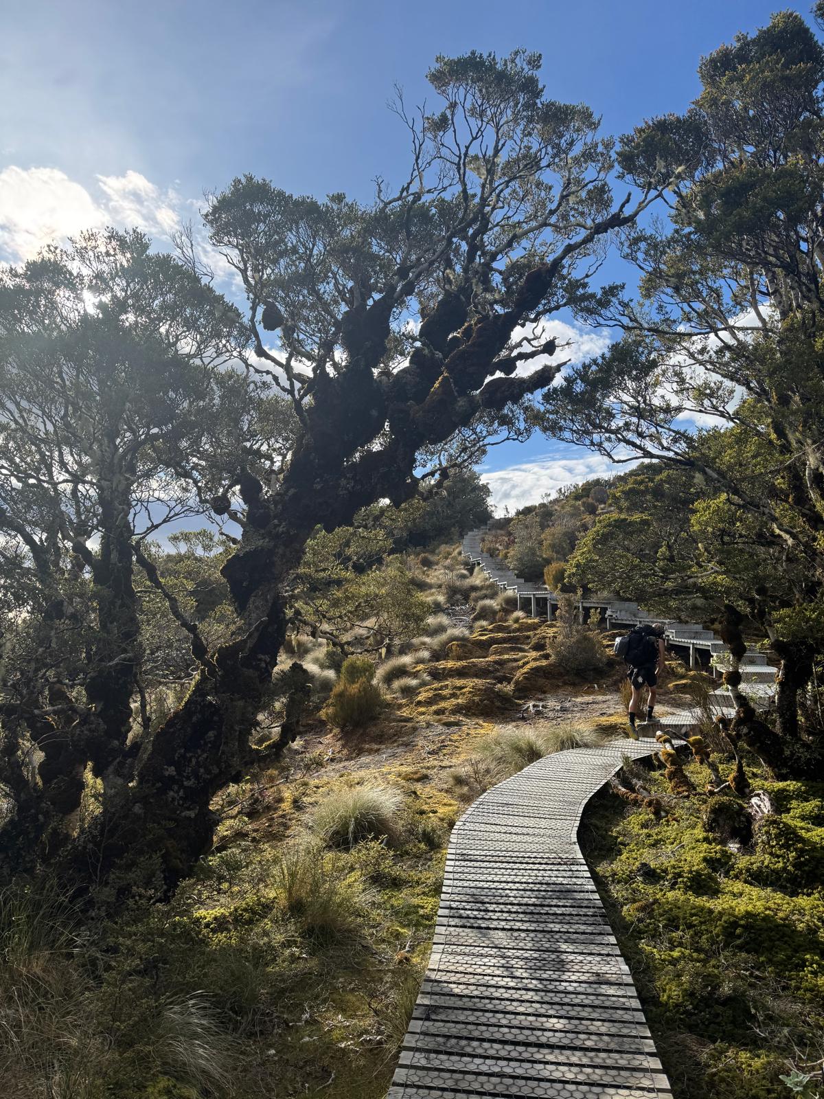 Tramper climbing the long timber boardwalk through mossy forest on the Hump Ridge Track