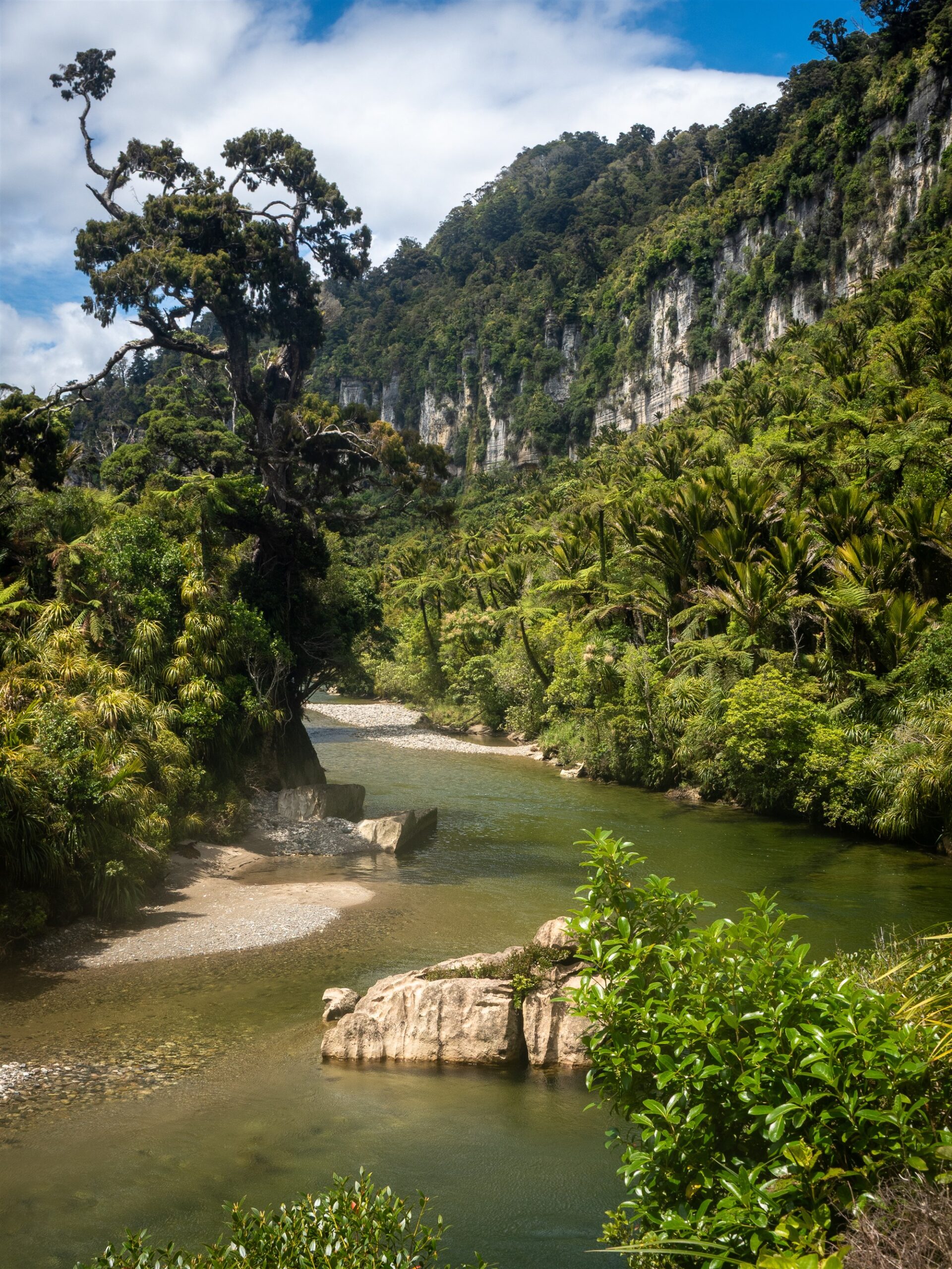 Pororari River beneath limestone cliffs and nikau forest on the Paparoa Track
