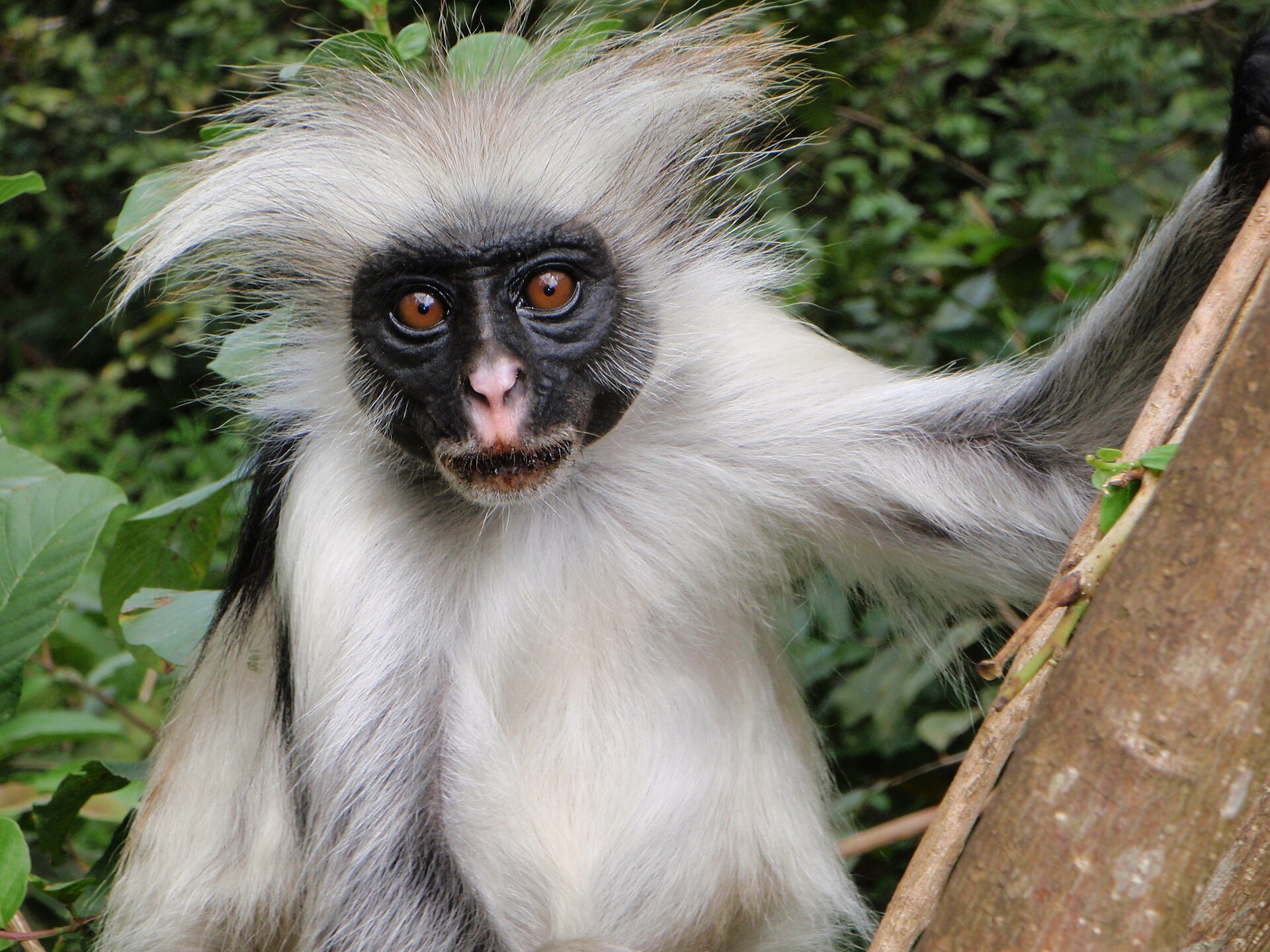 Zanzibar red colobus monkey sitting in a tree in Jozani Forest