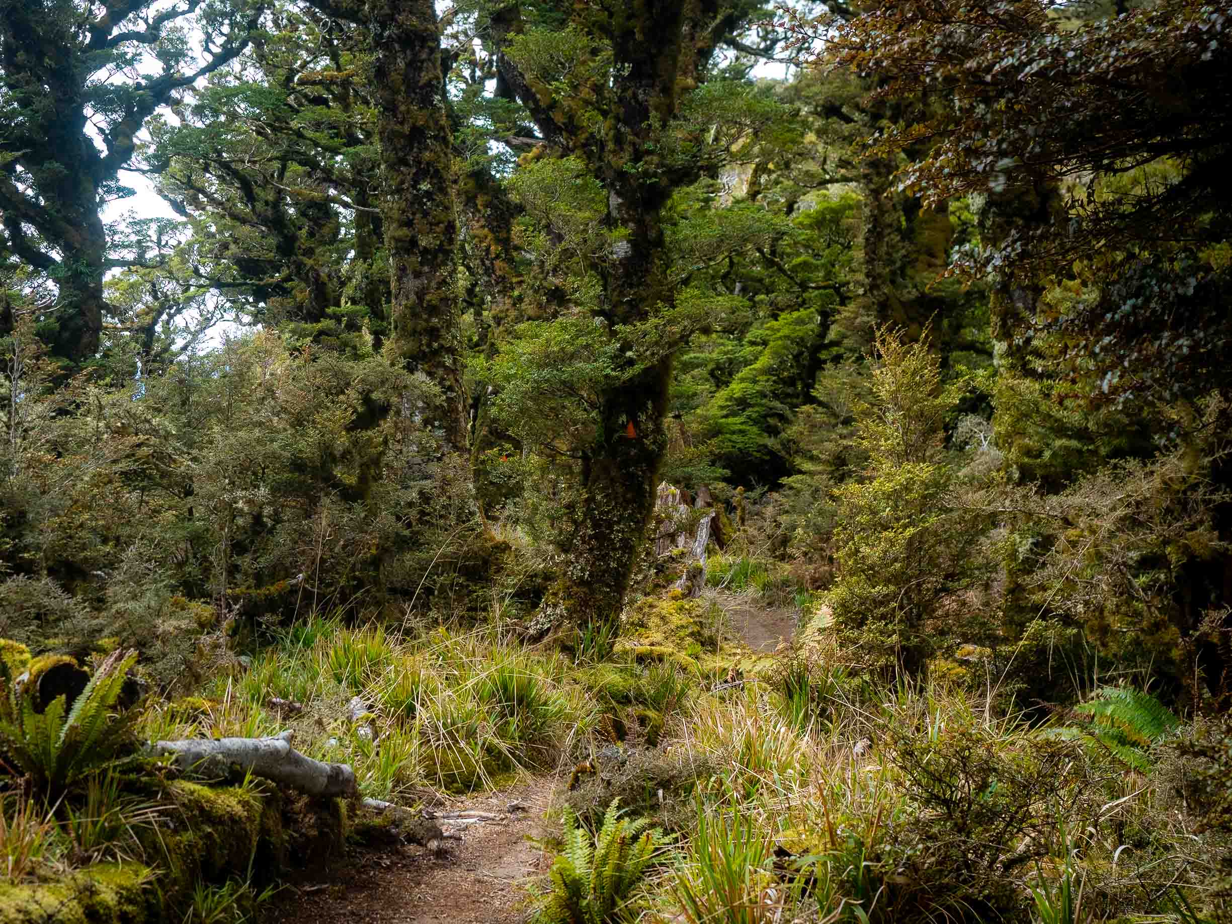 Rough forest trail through mossy Te Urewera bush