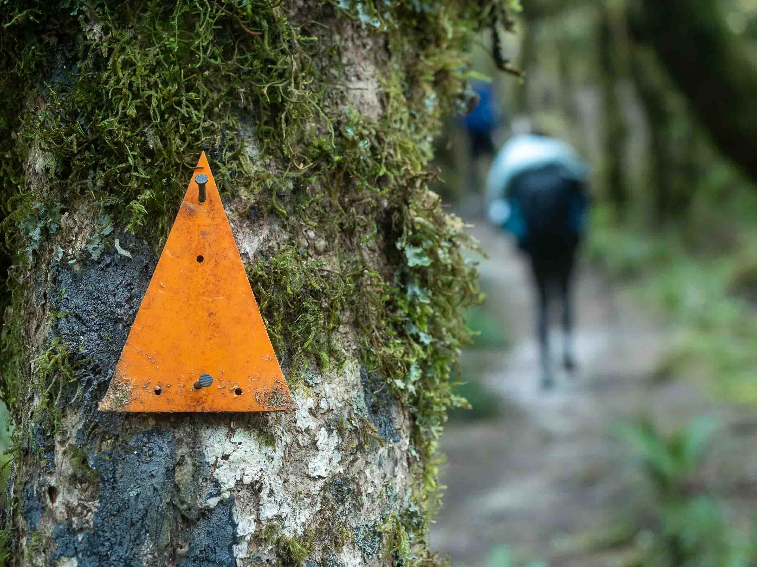 Orange track marker on mossy forest beside the Lake Waikaremoana Track