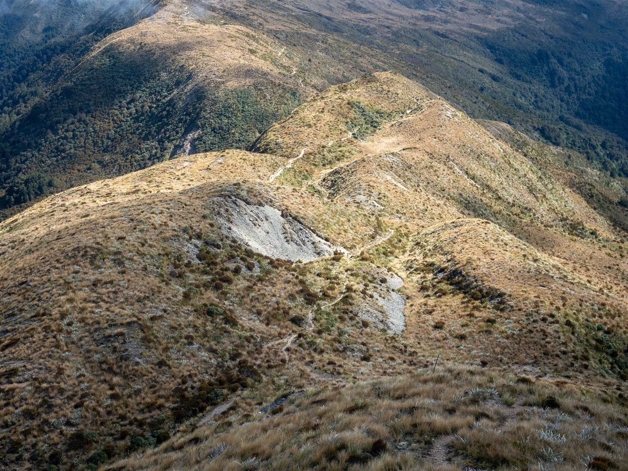 Paparoa Track winding along an open alpine ridge