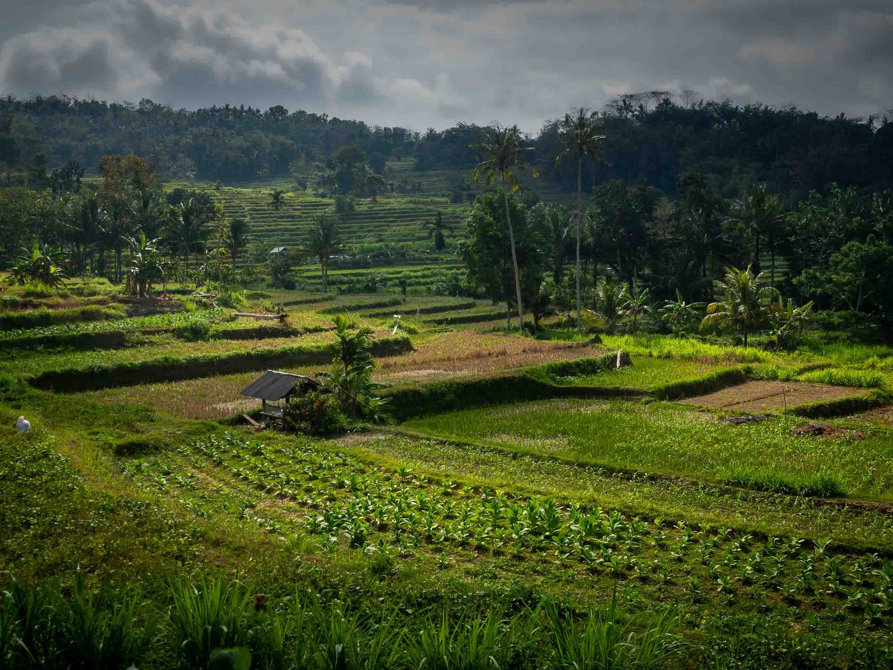 Green rice terraces and farmland around Tetebatu in Lombok